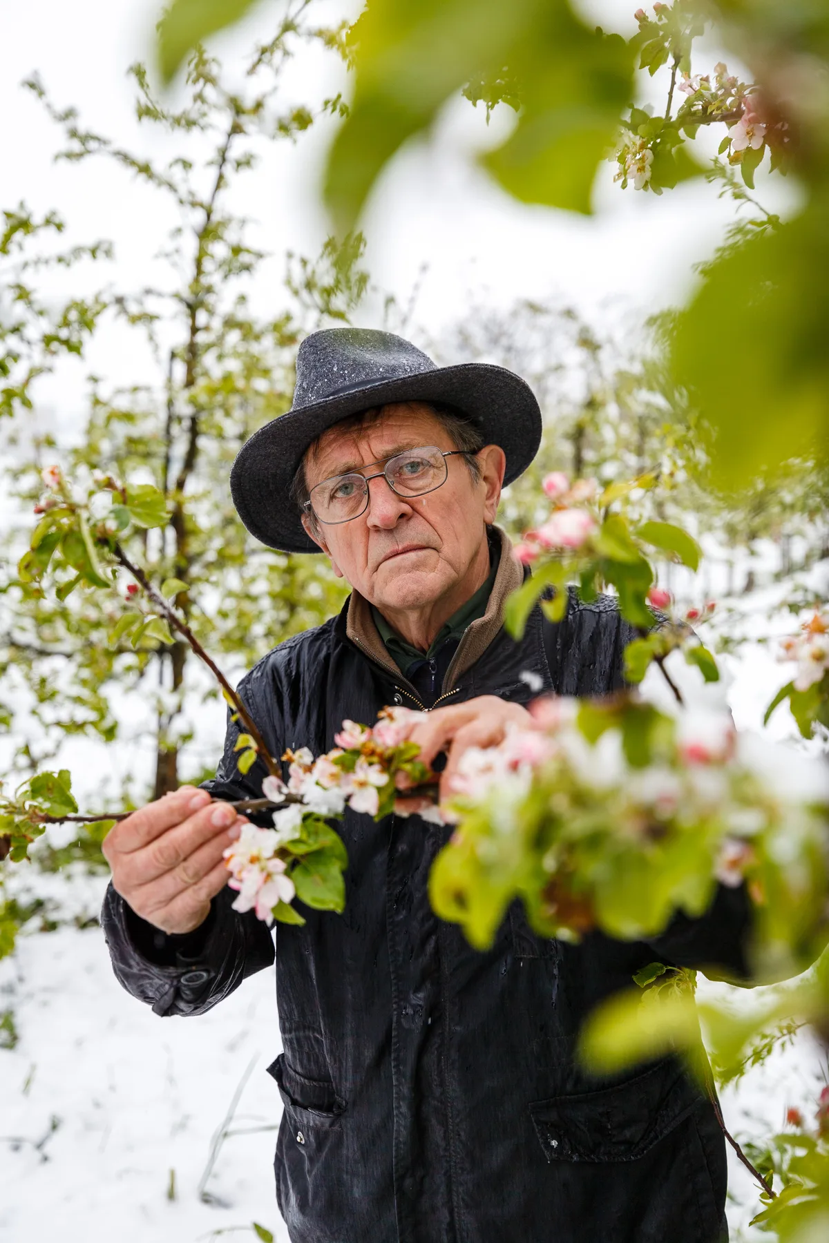 Pommologe Gottfried (Göpf) Mülli in seinem Obstgarten